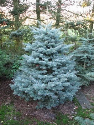 Abies koreana x lasiocarpa 